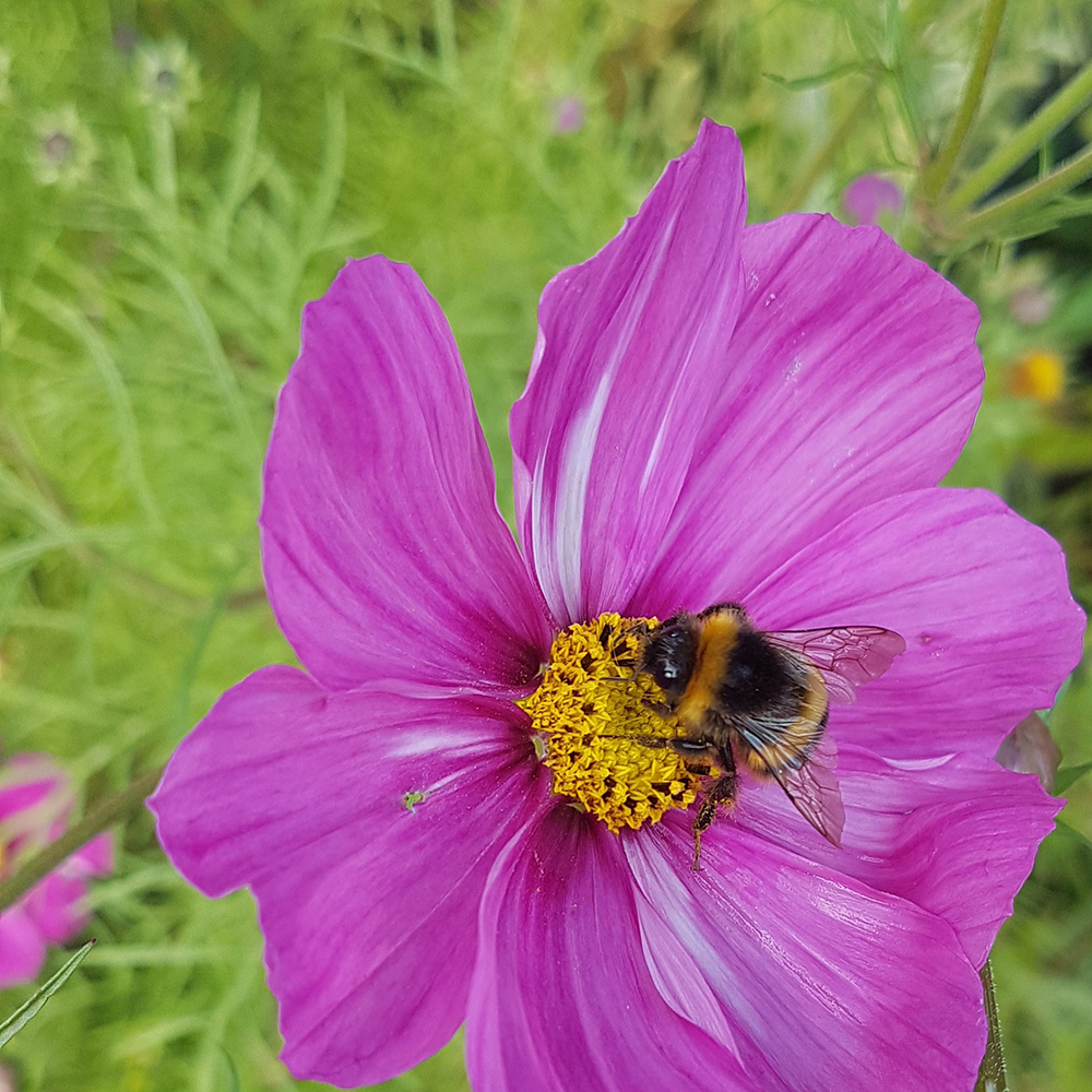 Wildflower bee